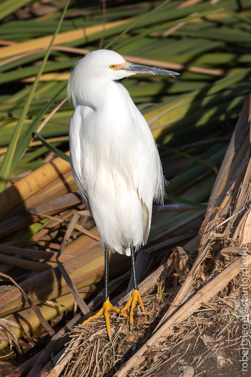 emily renzel wetlands